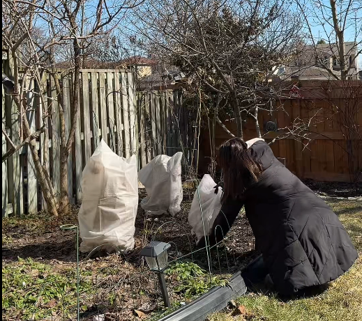 It’s very convenient to do gardening while wearing Arcformor’s Spider Silk heated gloves.